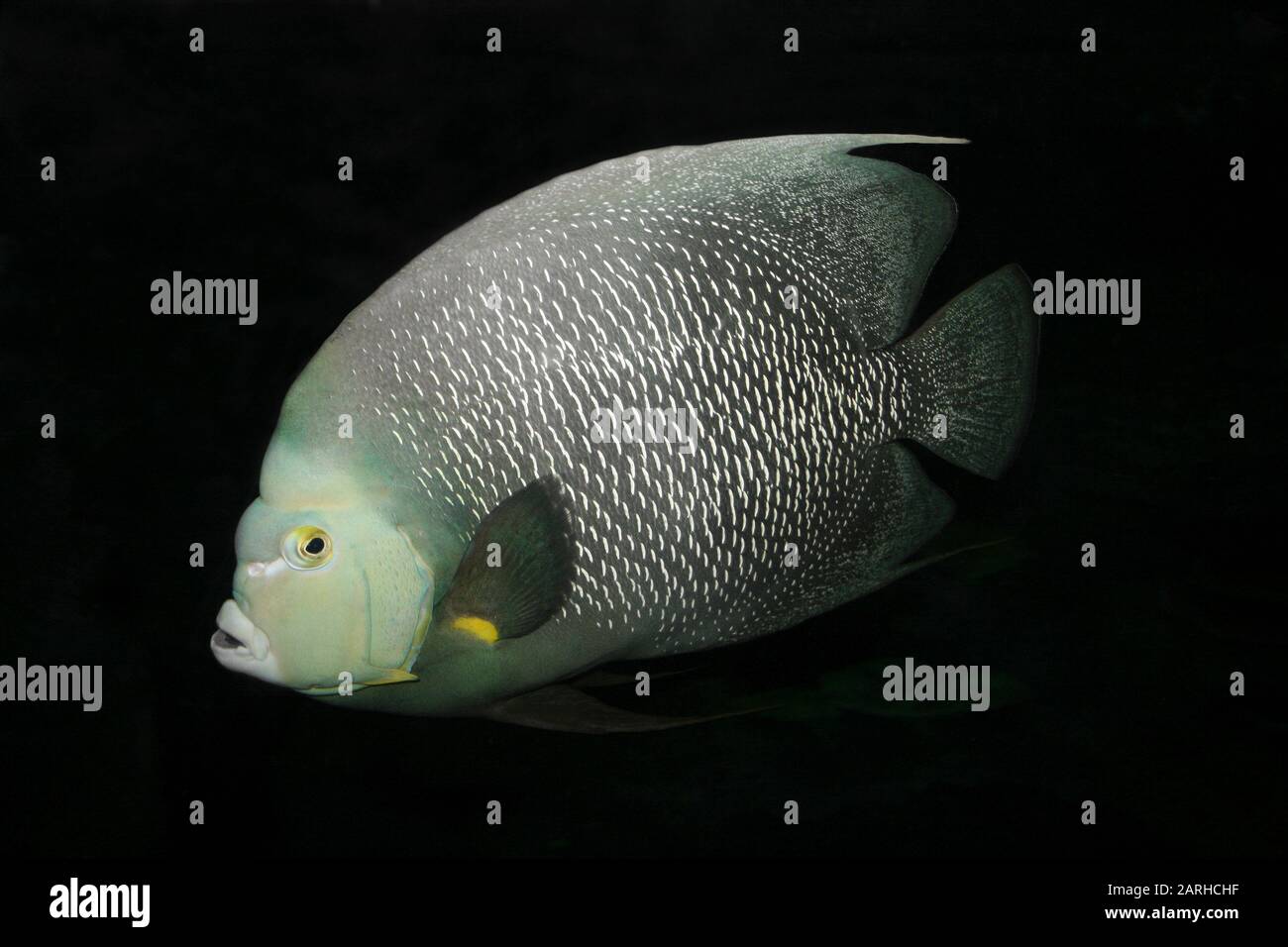 Franzosen-Kaiserfisch-Pomacanthus paru Stockfoto