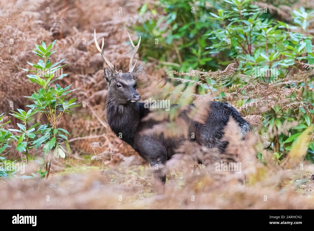Sika Hirsch in Bracken Stockfoto