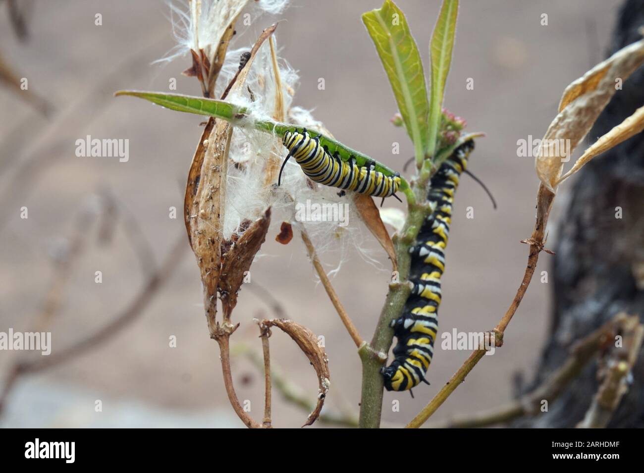 Monarch Schmetterling, Danaus Plexippus, Raupen, die Blätter essen, Maspalomas Botanischer Garten, Gran Canaria, Spanien Stockfoto
