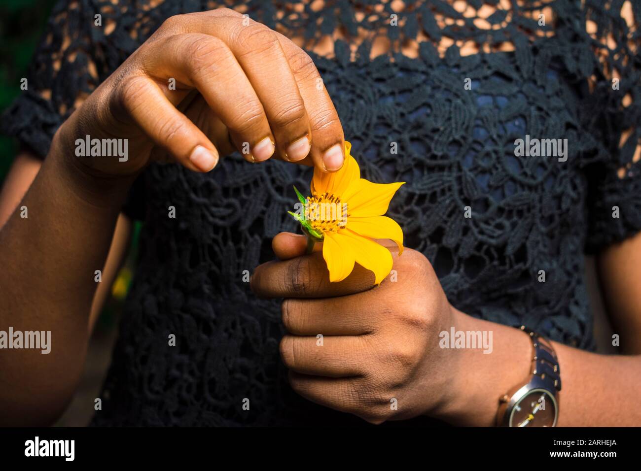 Die junge schwarze Dame, die eine Sonnenblume hält, pflücken die Petalen einzeln. Sie liebt mich, sie liebt mich nicht Stockfoto