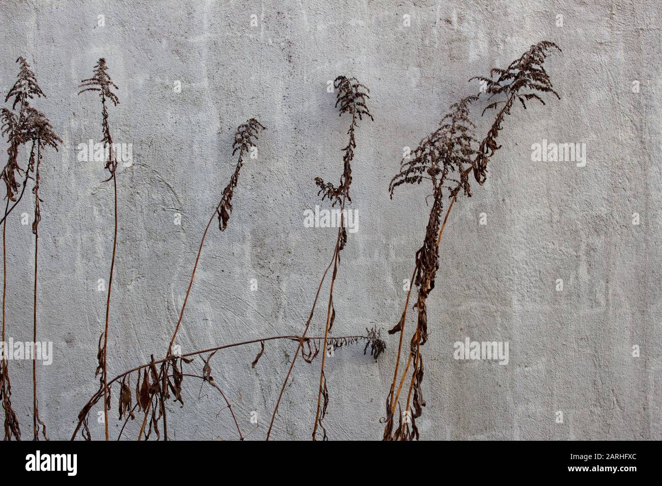 Trockene Pflanzen vor einer grauen Betonwand, Hintergrundtextur oder Tapete Stockfoto