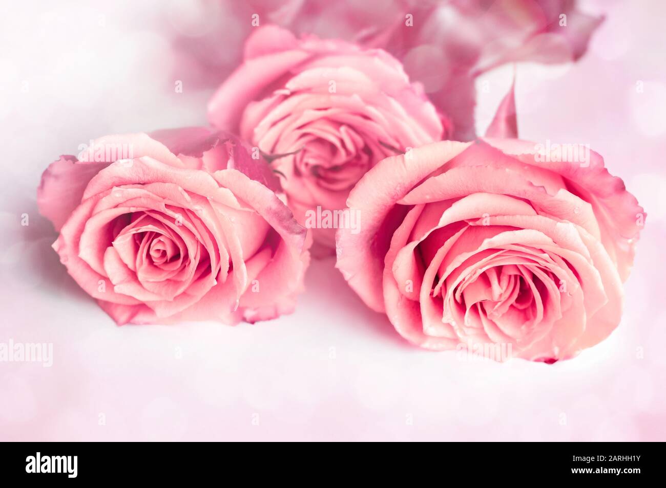 Drei rosafarbene Rosen auf weißem Grund. Schöner Blumenhintergrund, Unschärfe, Bokeh. Nahaufnahme. Stockfoto