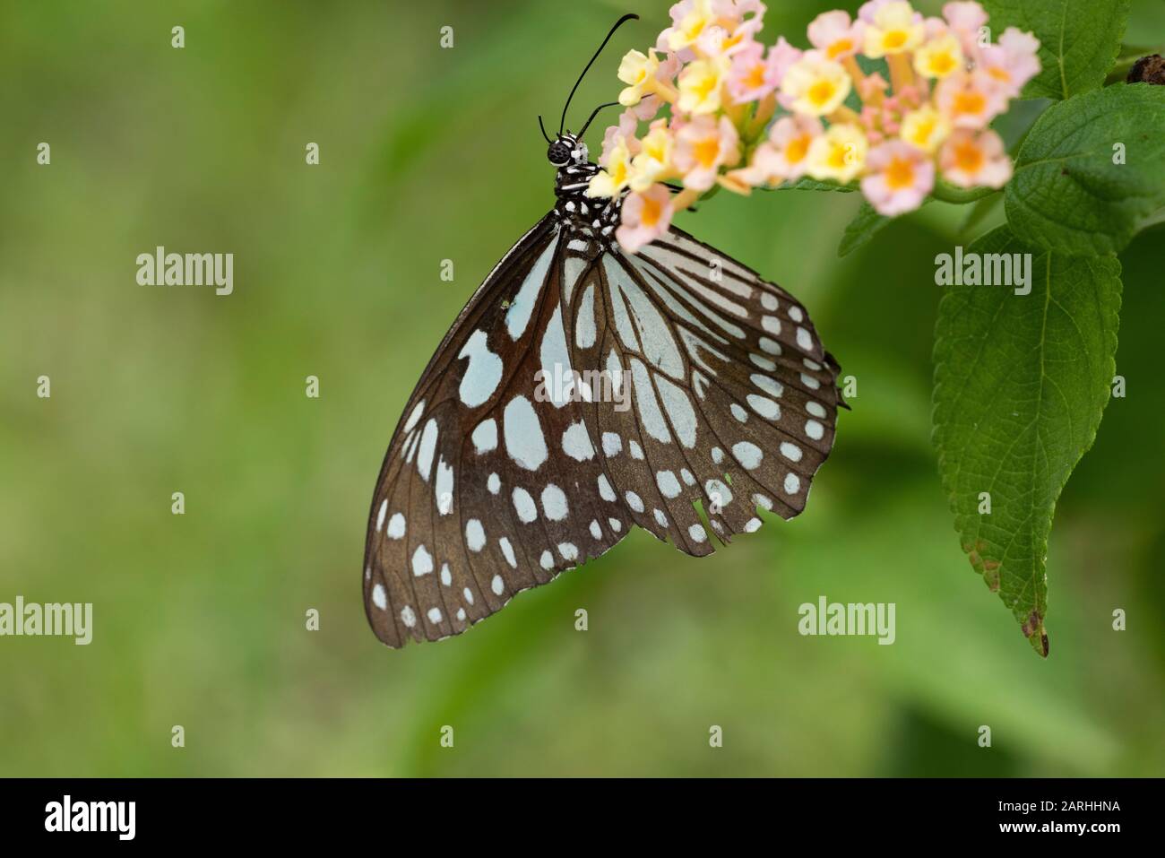 Blauer Tiger-Schmetterling, Tirumala-Limniace, Fütterung auf Blume, Sri Lanka, Danaid Gruppe der Familie der bürstenfüßigen Schmetterlinge Stockfoto