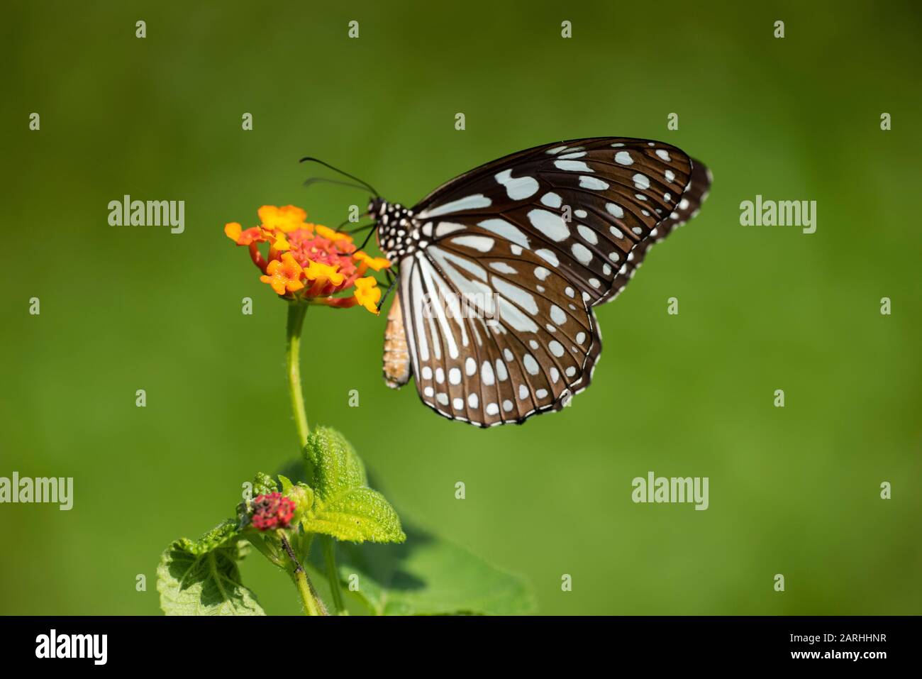 Blauer Tiger-Schmetterling, Tirumala-Limniace, Fütterung auf Blume, Sri Lanka, Danaid Gruppe der Familie der bürstenfüßigen Schmetterlinge Stockfoto