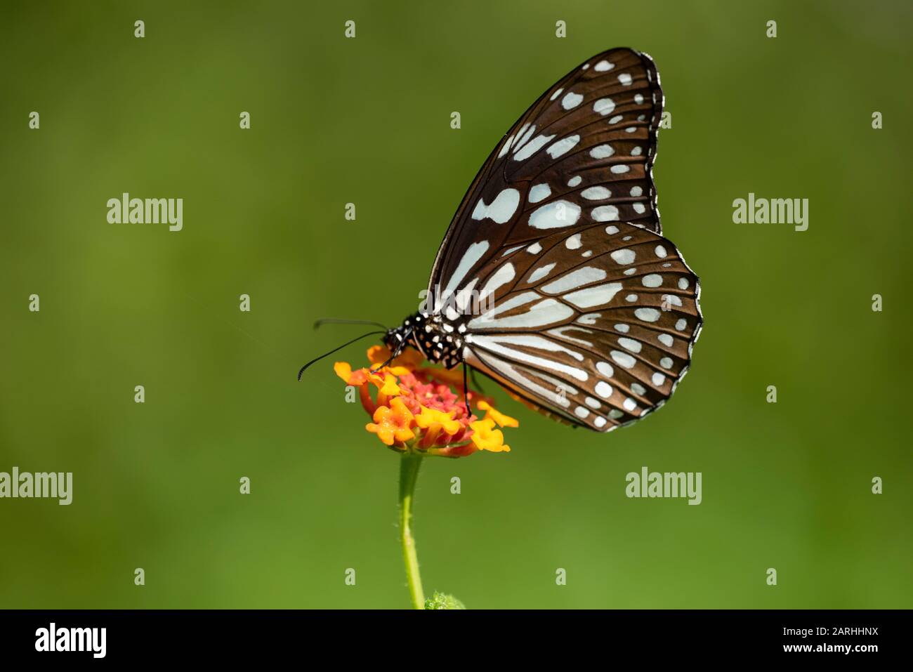 Blauer Tiger-Schmetterling, Tirumala-Limniace, Fütterung auf Blume, Sri Lanka, Danaid Gruppe der Familie der bürstenfüßigen Schmetterlinge Stockfoto