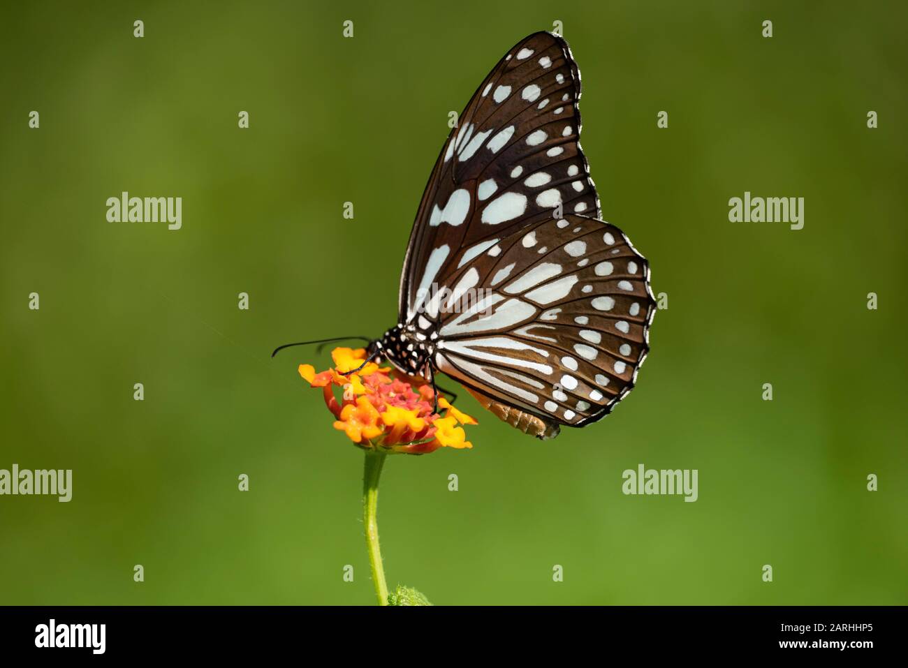 Blauer Tiger-Schmetterling, Tirumala-Limniace, Fütterung auf Blume, Sri Lanka, Danaid Gruppe der Familie der bürstenfüßigen Schmetterlinge Stockfoto