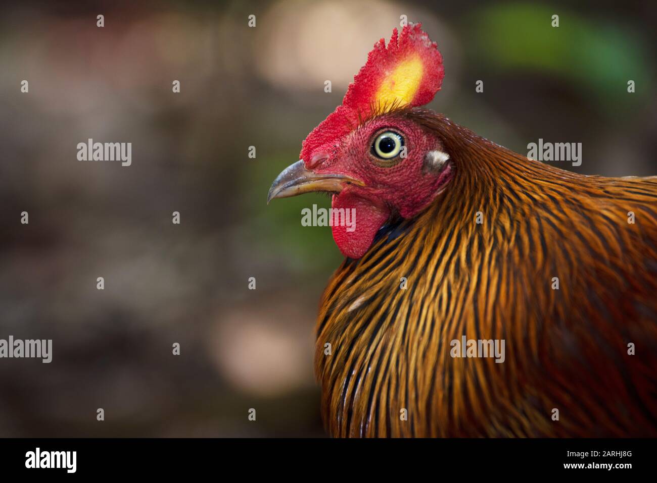 Sri Lankan (Ceylon) Junglefowl, Gallus lafayettii, in Waldlebensraum, Sinharaja Reserve, Sri Lanka, männlich, Porträt, Nahaufnahme mit Gesicht, Augen, Wattl Stockfoto