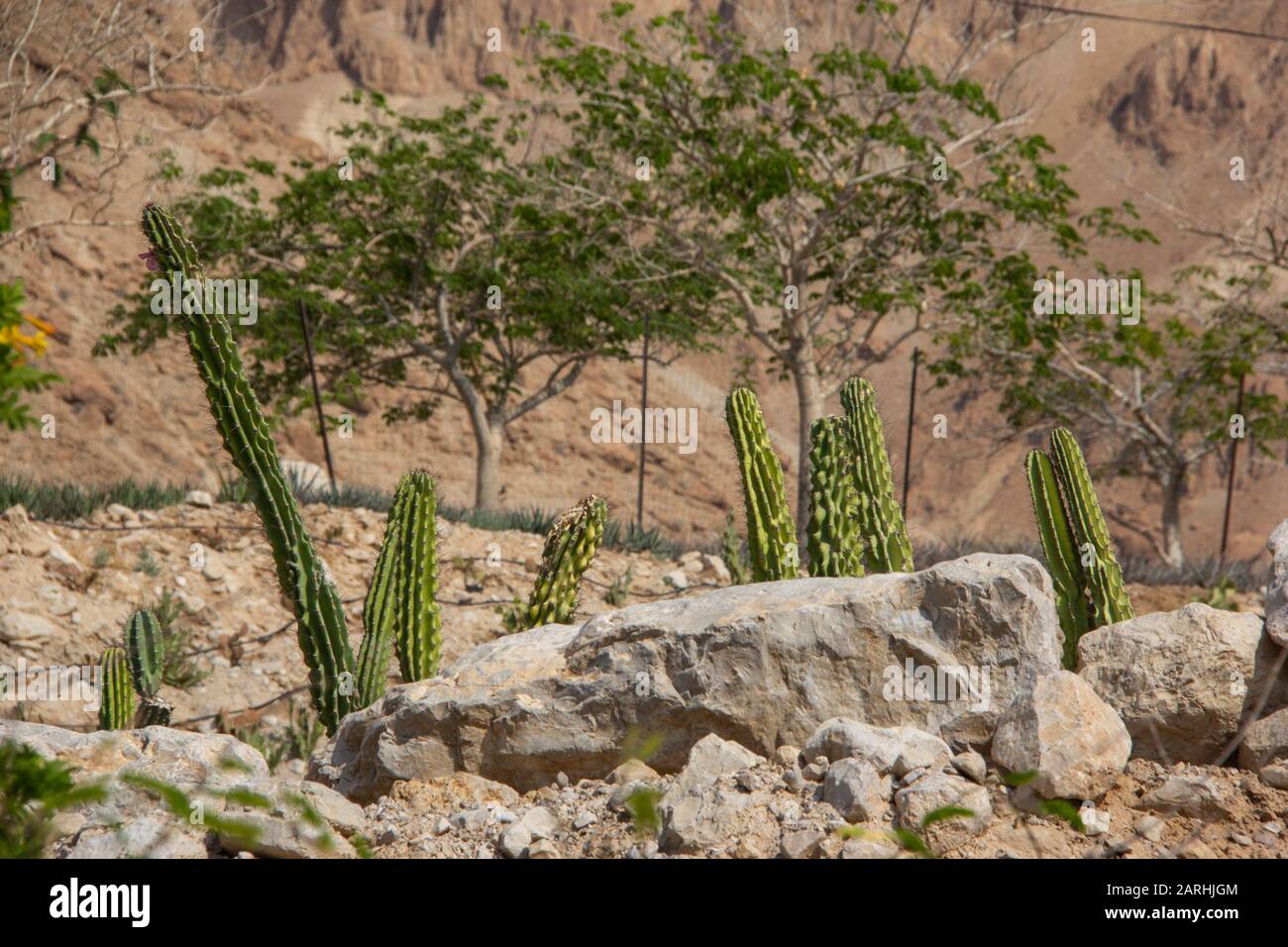 Toter Meer Garten Kaktus Stockfoto