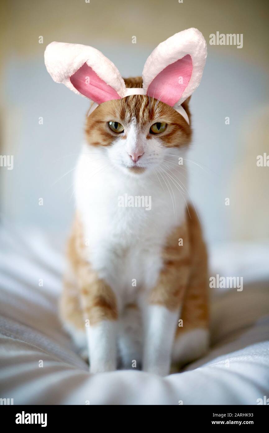 Katze mit Hasenohren, die zur Kamera schauen. Osterfestlichkeit zu Hause Stockfoto