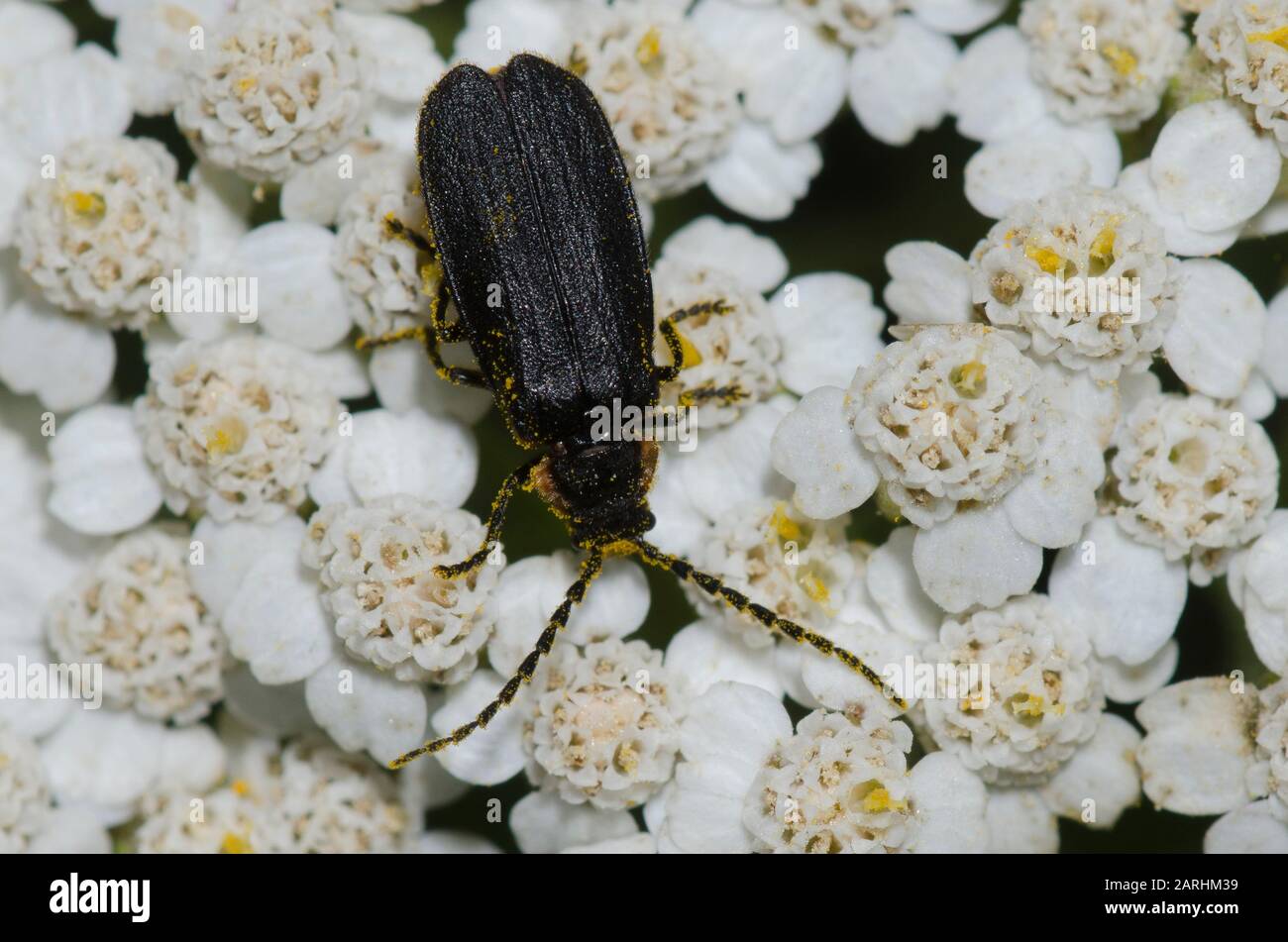Netzgeflügelter Käfer, Plateros sp., auf Yarrow, Achillea sp. Stockfoto