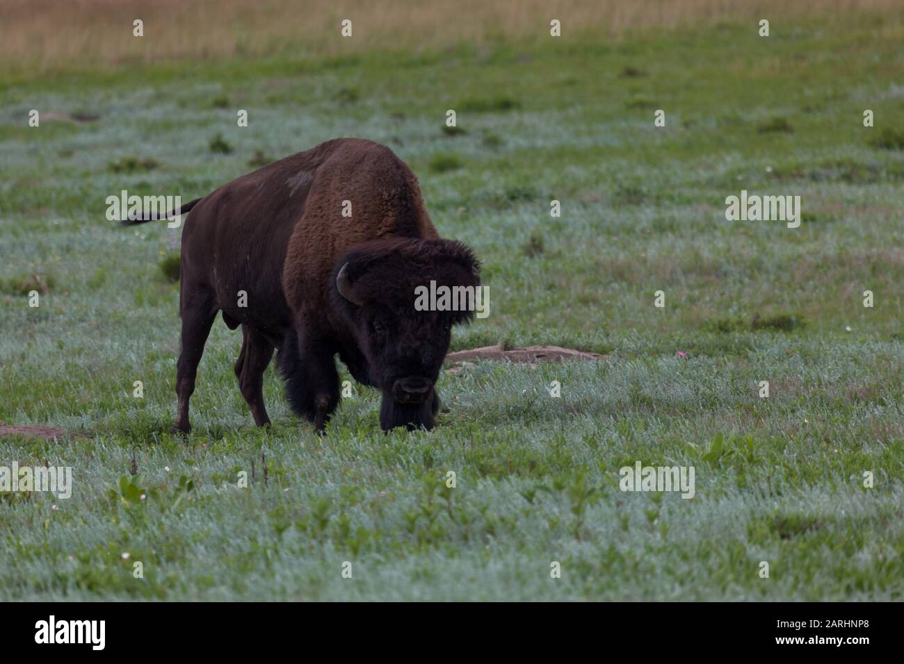Ein großer Bison Bullen läuft über eine grüne Prärie und sieht sehr einschüchternd im Custer State Park, South Dakota aus. Stockfoto