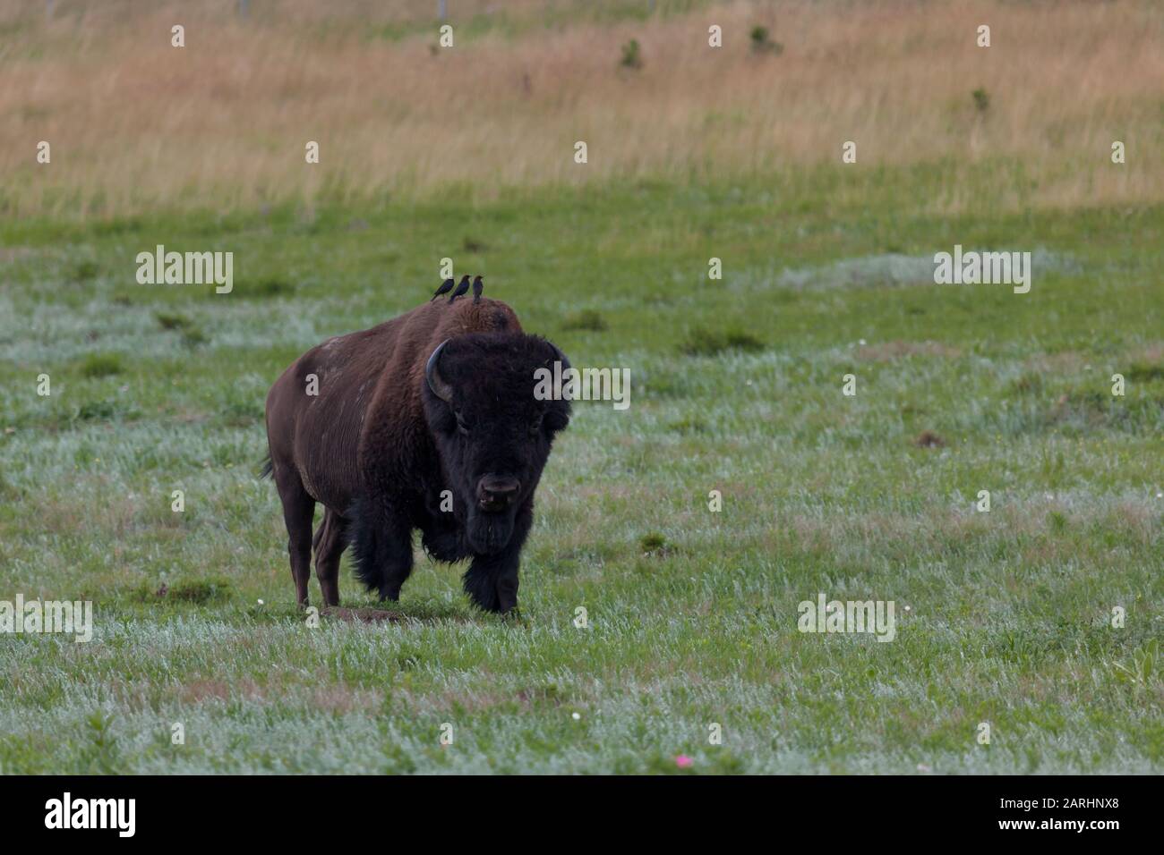 Ein großer einschüchternder Bison-Stier, der über die Prärie spaziert und drei kleine schwarze Vögel auf seinem Buckel sitzt, um eine Fahrt zu fangen. Stockfoto