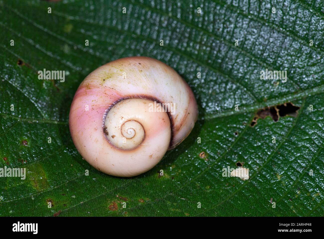 Giant Land Snail, Acavus Phoenix, Sinharaja World Heritage Site, Sri Lanka, Stockfoto