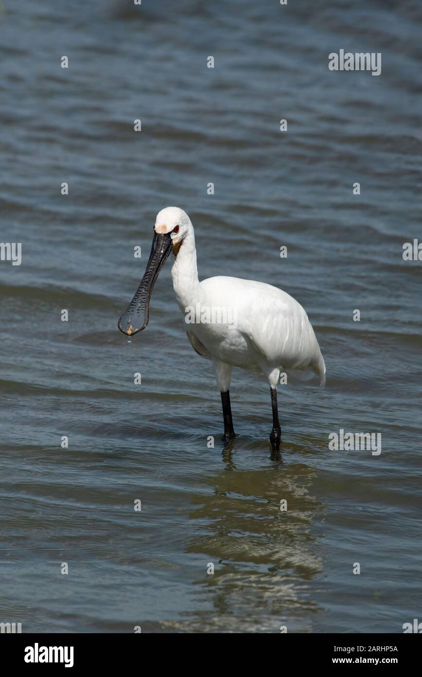 Eurasischer Spoonbill, Platalea leucorodia, Wattierung im Wasserfischen, Yala-Nationalpark, Sri Lanka Stockfoto