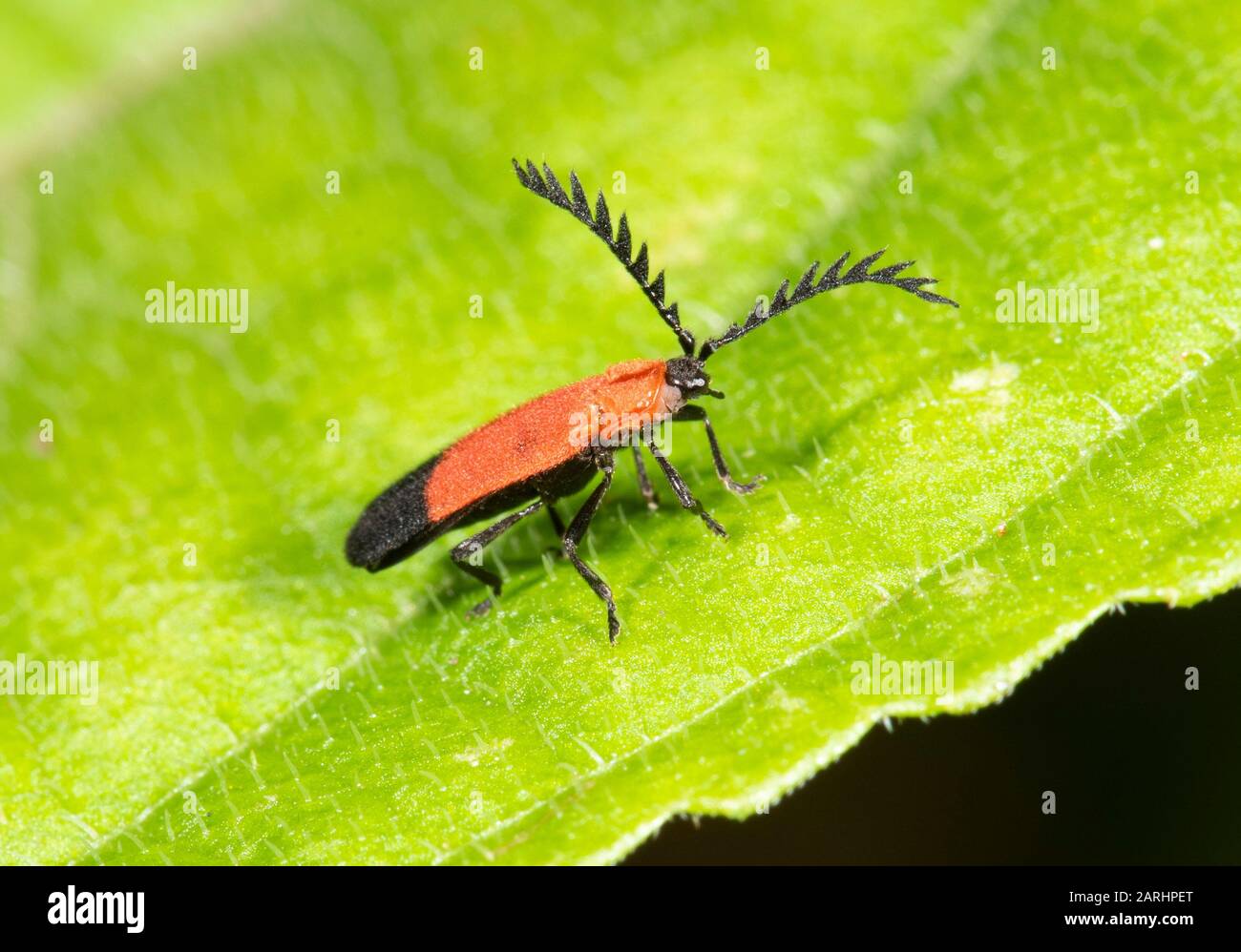 Pyrochroid Beetle, Pyrochroidas sp, Sinharaja Welterbestätte, Sri Lanka, auf Blatt im Dschungel Stockfoto