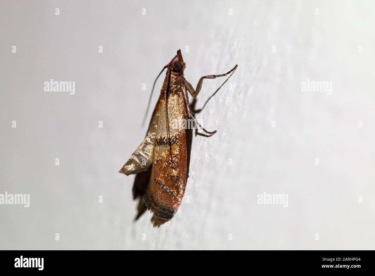 Plodia Interpunctella, indische Mahlzeit Moth Stockfoto