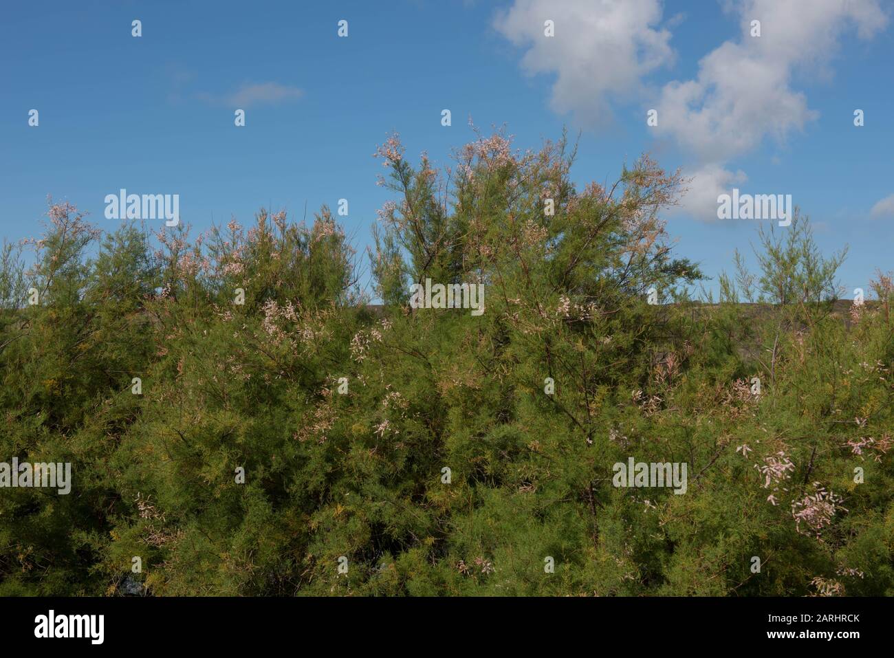 Herbst Blühender Wilder Tamarisk (Tamarix) mit einem Hell Bewölkten blauen Himmel, Der Auf dem South West Coast Path Zwischen Porthleven und Mullion Wächst Stockfoto