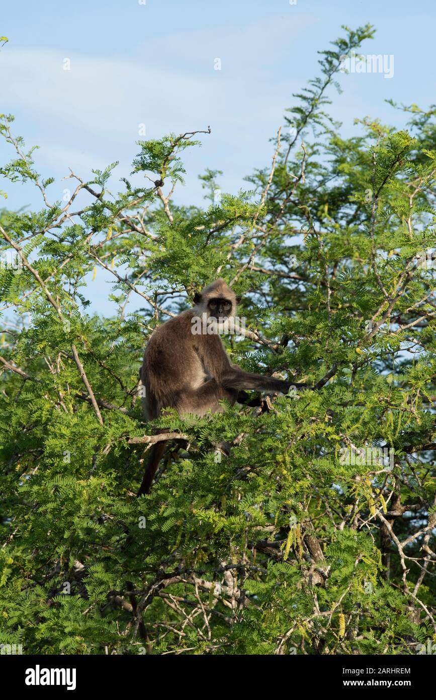 Semnopithecus priam Fotos und Bildmaterial in hoher Auflösung Alamy