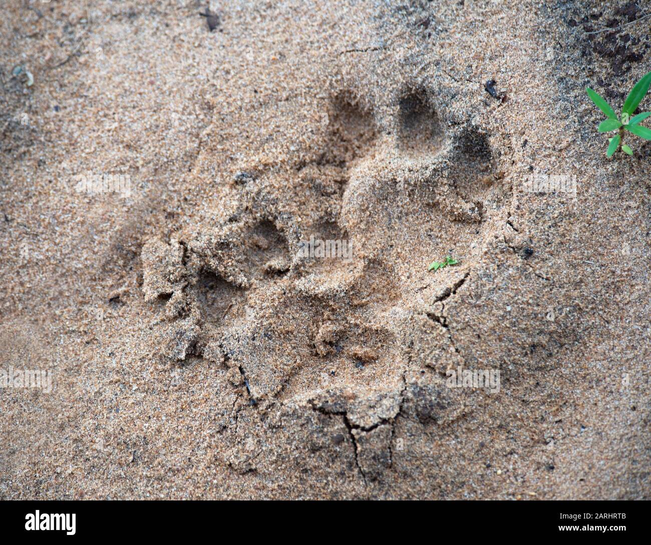 Leopardenpfote in Sand, Panthera pardus, Yala-Nationalpark, Sri Lanka Stockfoto