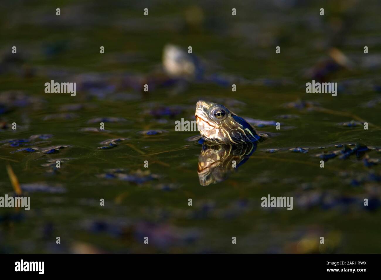 Die Balkan-Teichschildkröte oder westliche Kaspische Schildkröte (Mauremys rivulata) in einem Teich Stockfoto