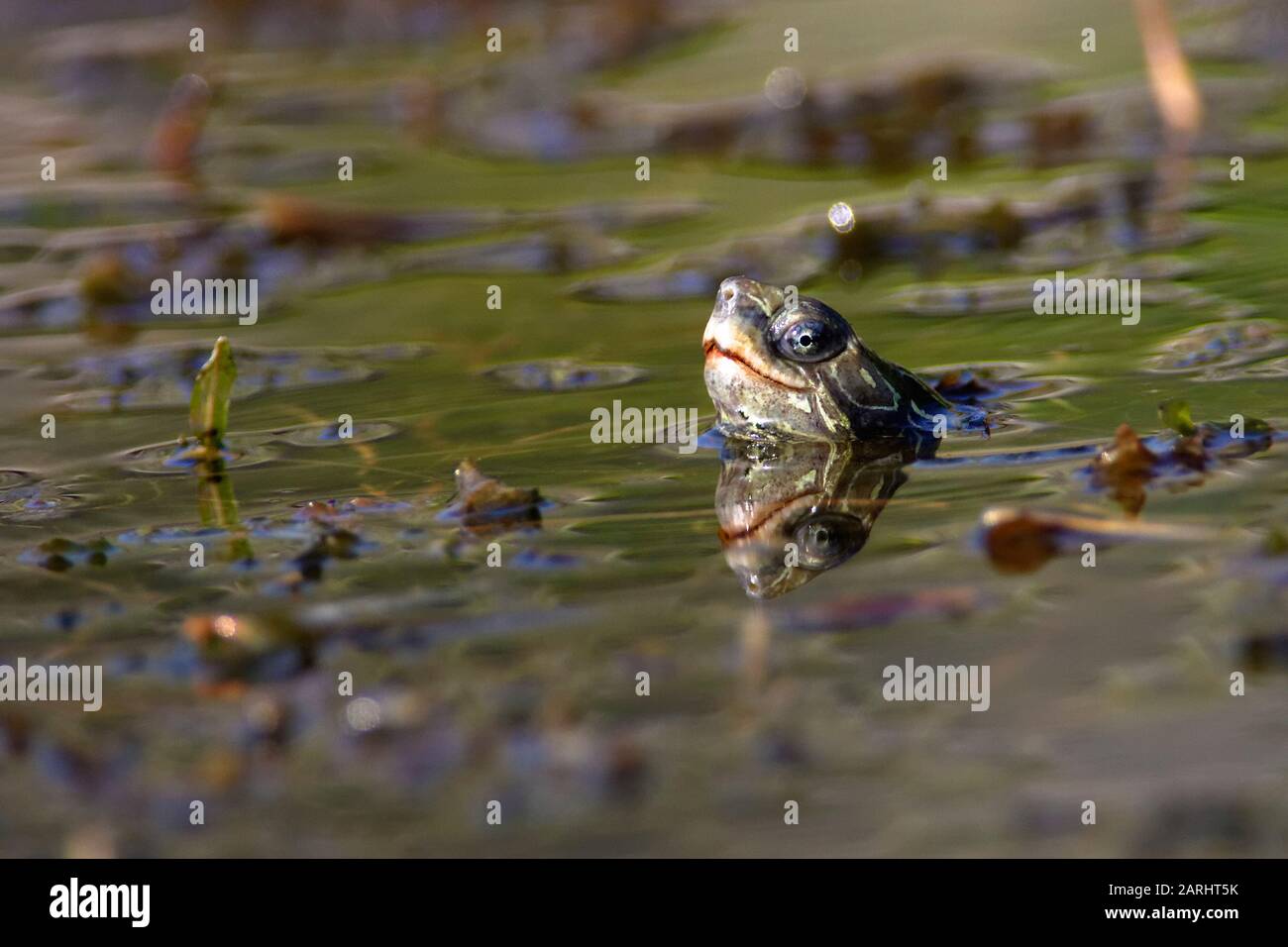 Die Balkan-Teichschildkröte oder westliche Kaspische Schildkröte (Mauremys rivulata) in einem Teich Stockfoto