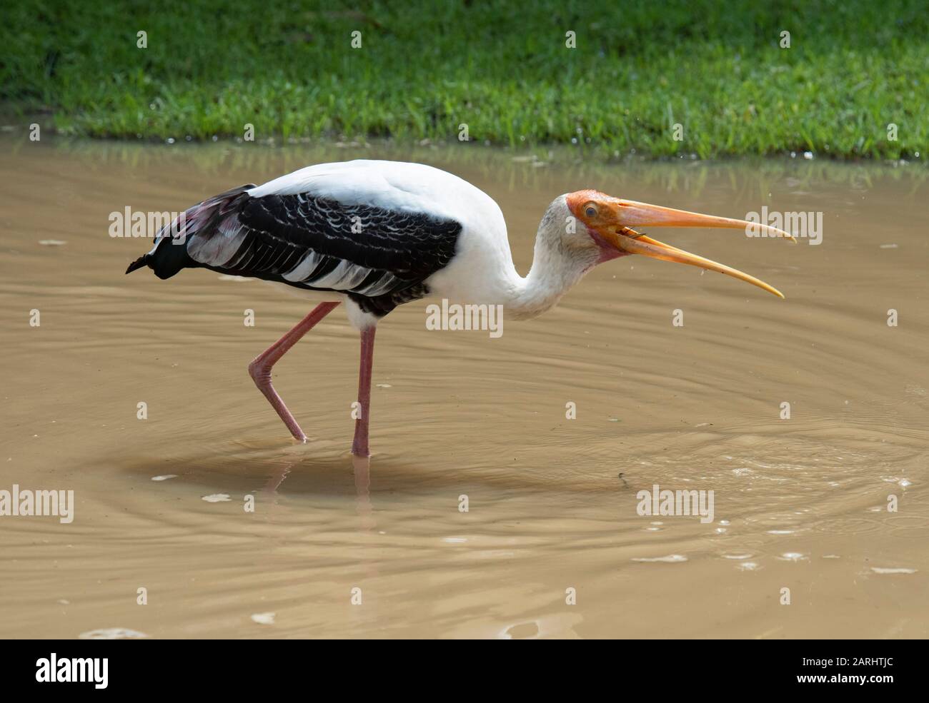 Painted Stork, Mycteria leucocephala, Wilpattu National Park, Sri Lanka, Angeln am Waters Edge Stockfoto