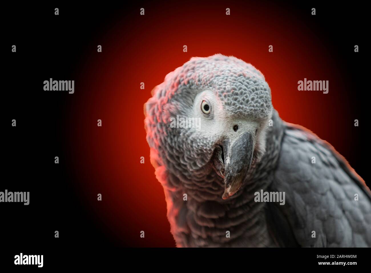 Grauer Papagei auf rot-schwarzem Hintergrund Stockfoto
