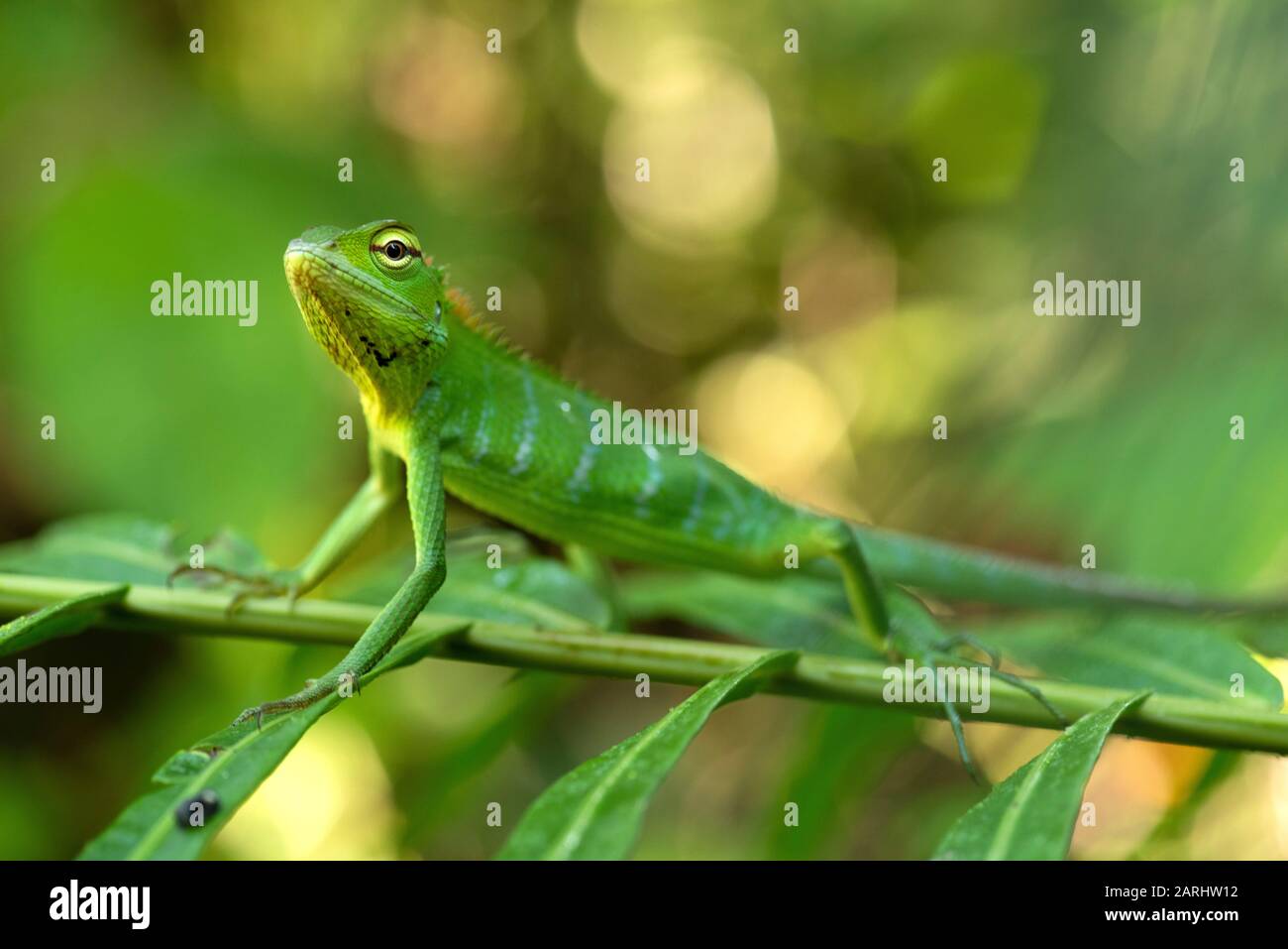Gemeine grüne Waldeise, Calotes Kaloten, Sinharaja Welterbestätte, Sri Lanka, an Strauch in Wald gehümmert, nah oben Stockfoto