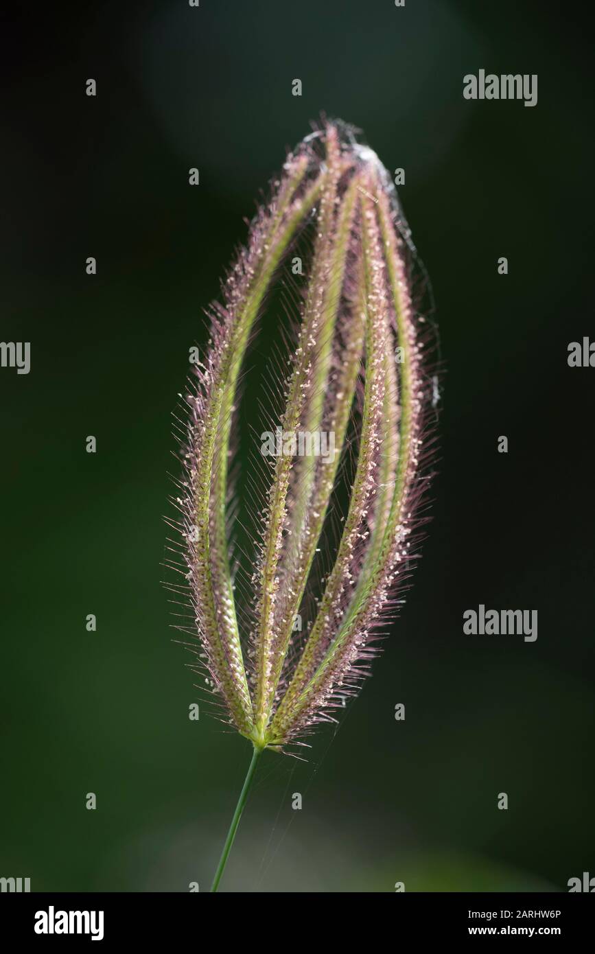 Gras Seed Heads, Backlight by Sunshine, Ramsar Wetland, Sri Lanka Stockfoto