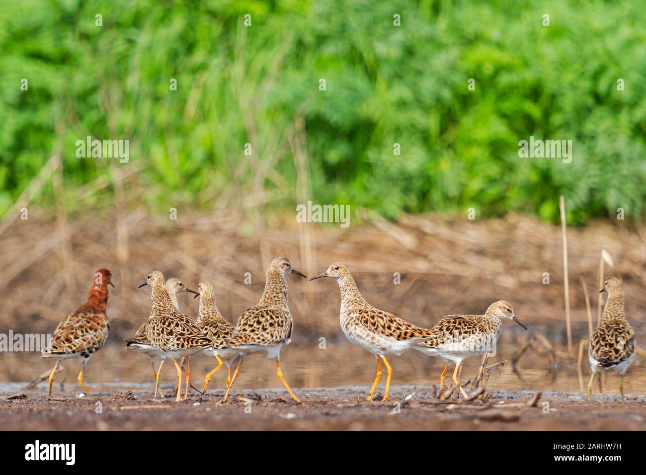 Langbeinige Watvögel stehen in einem Sumpf Stockfoto