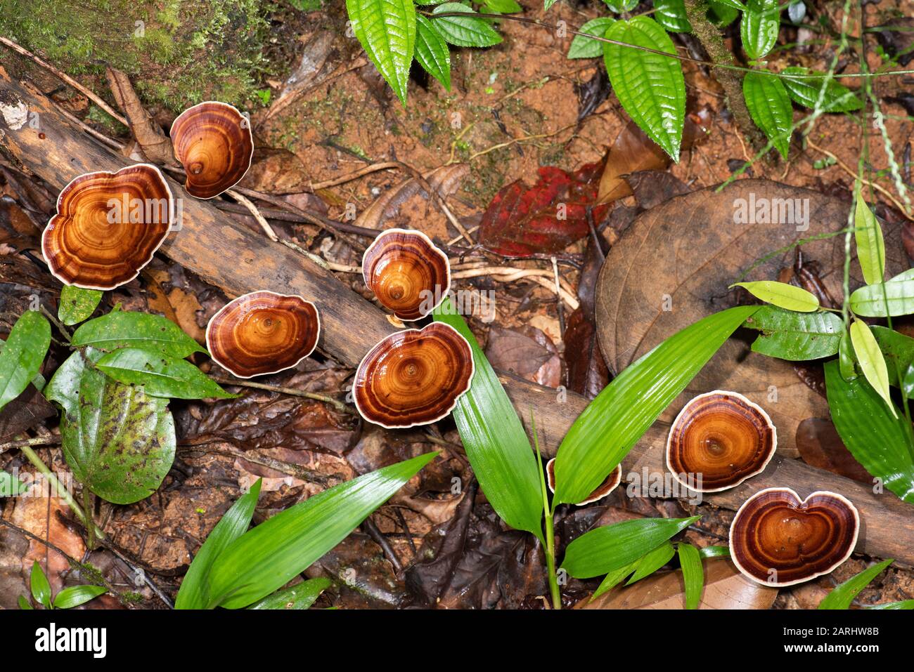 Bracket Pilze, Microporus Xanthopus, Sinharaja Welterbestätte, Sri Lanka, Gruppe, die an umgestürzten Bäumen wächst Stockfoto