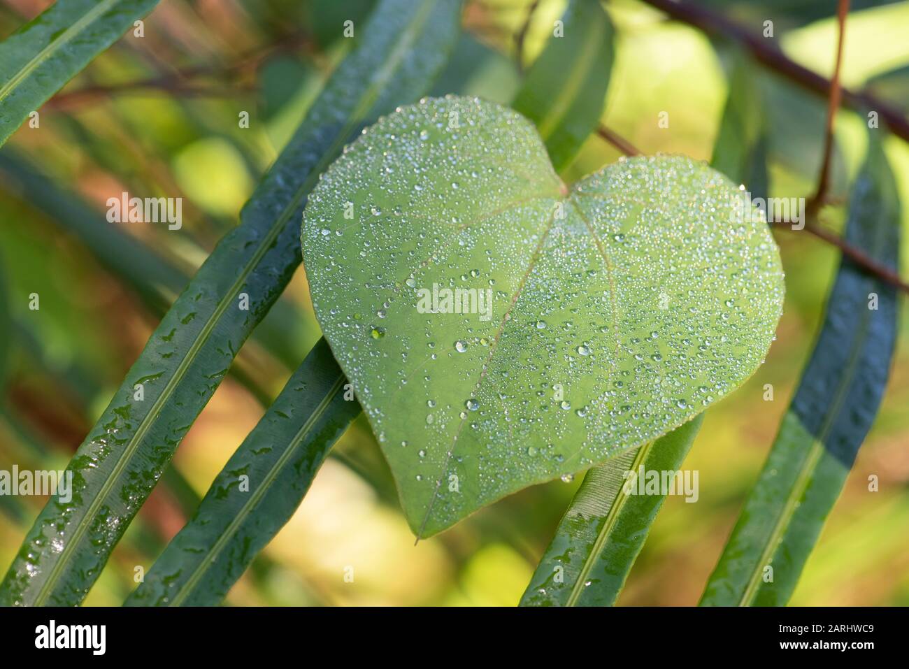 Herzförmiges Blatt mit Wassertropfen, Sinharaja Welterbestätte, Sri Lanka, im Regenwald Stockfoto