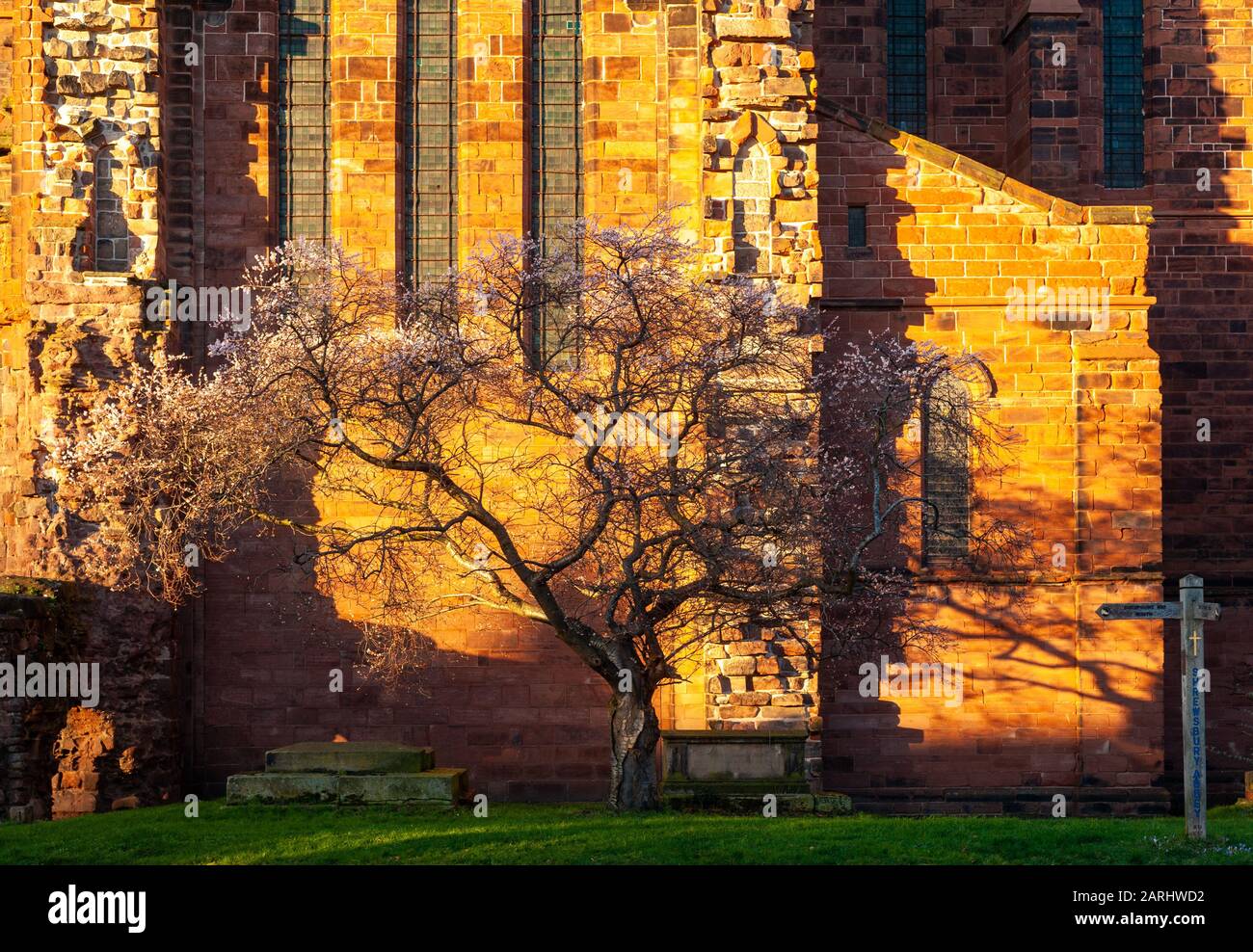 Midwinter blüht auf einem Baum von Shrewsbury Abbey, Shropshire England Stockfoto