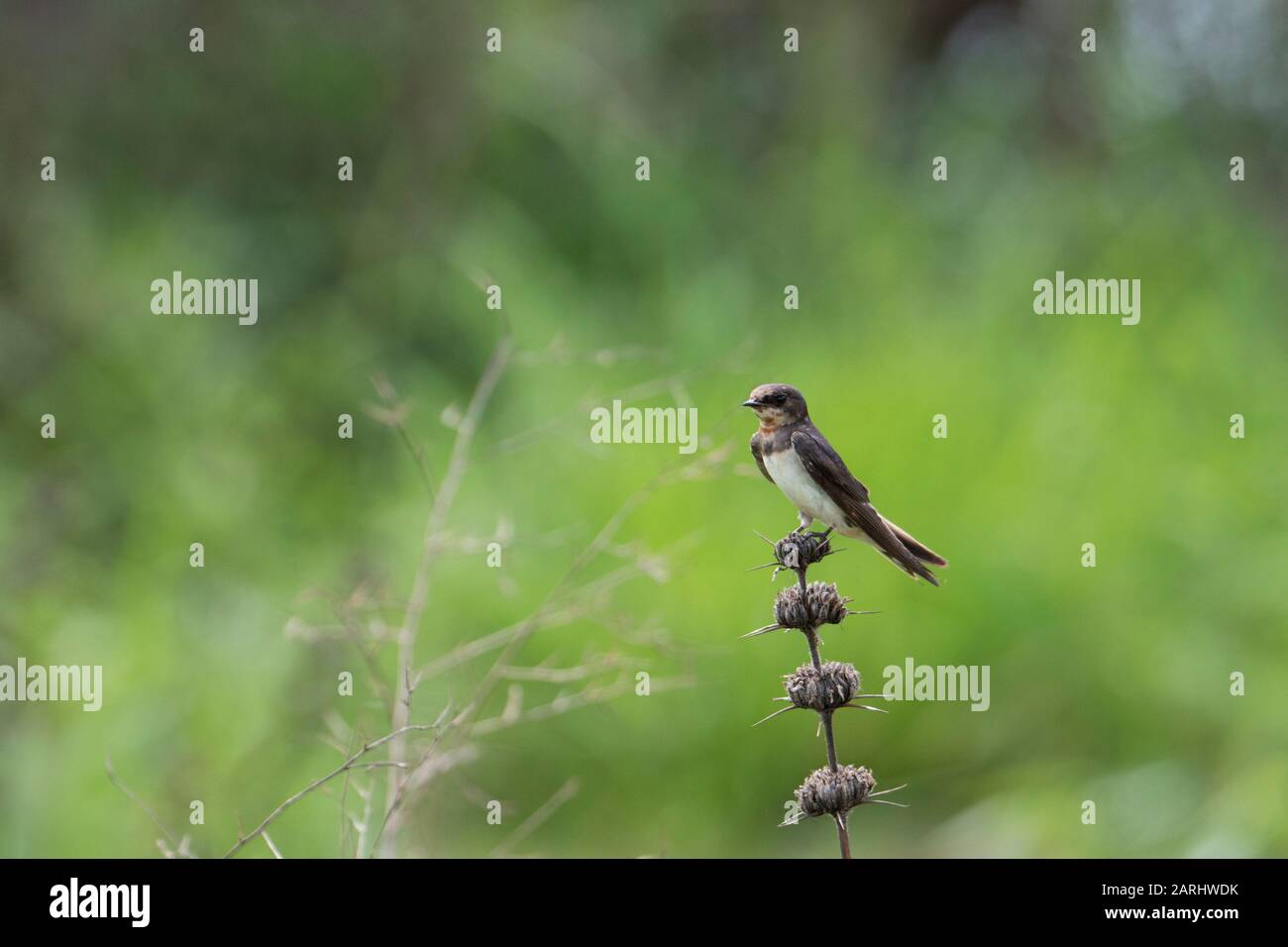 Collared Sand Martin, Riparia Riparia, Yala National Park, Sri Lanka Stockfoto