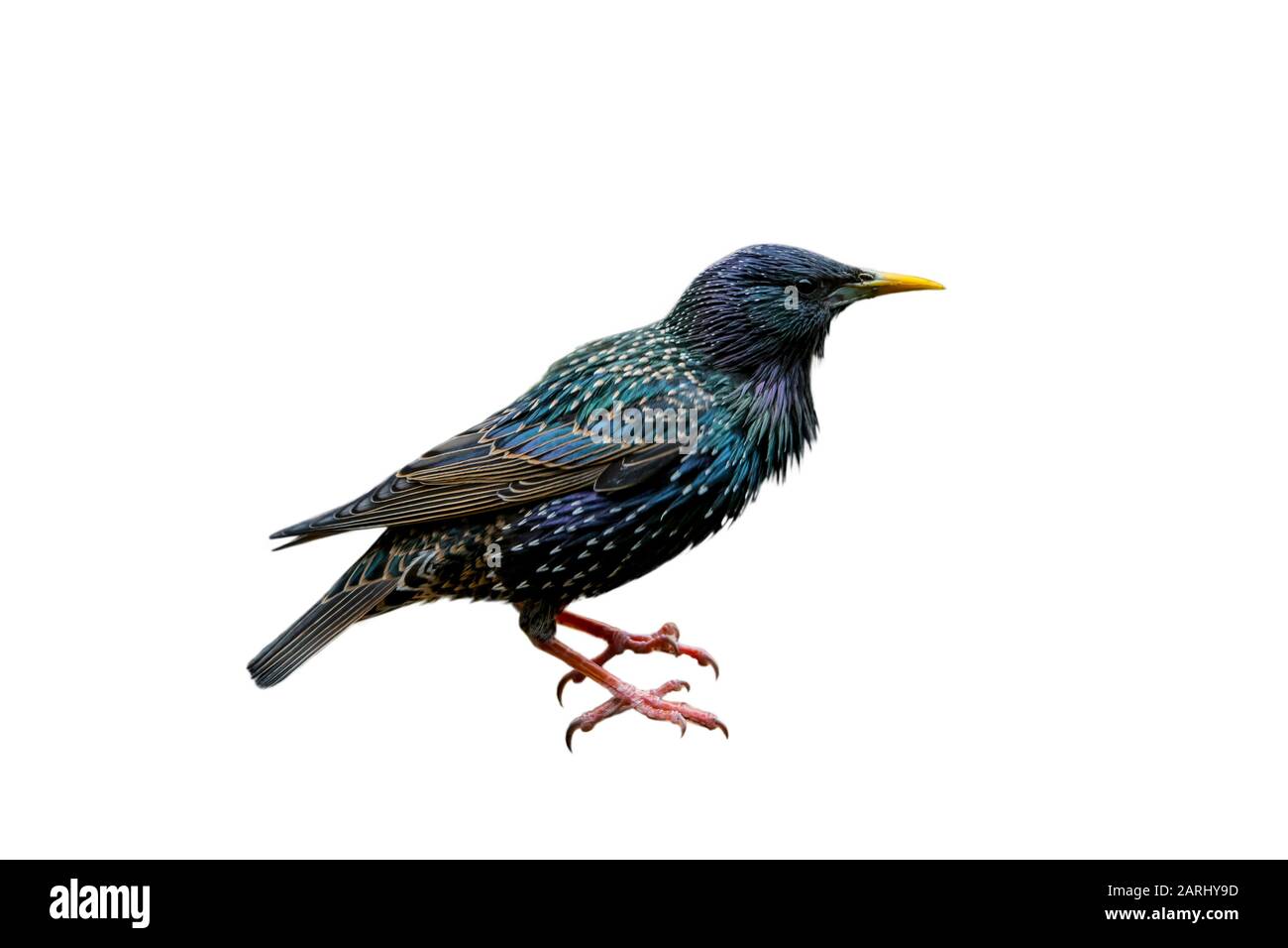 Gemeine starrende / europäische starrende (Sturnus vulgaris) vor weißem Hintergrund Stockfoto