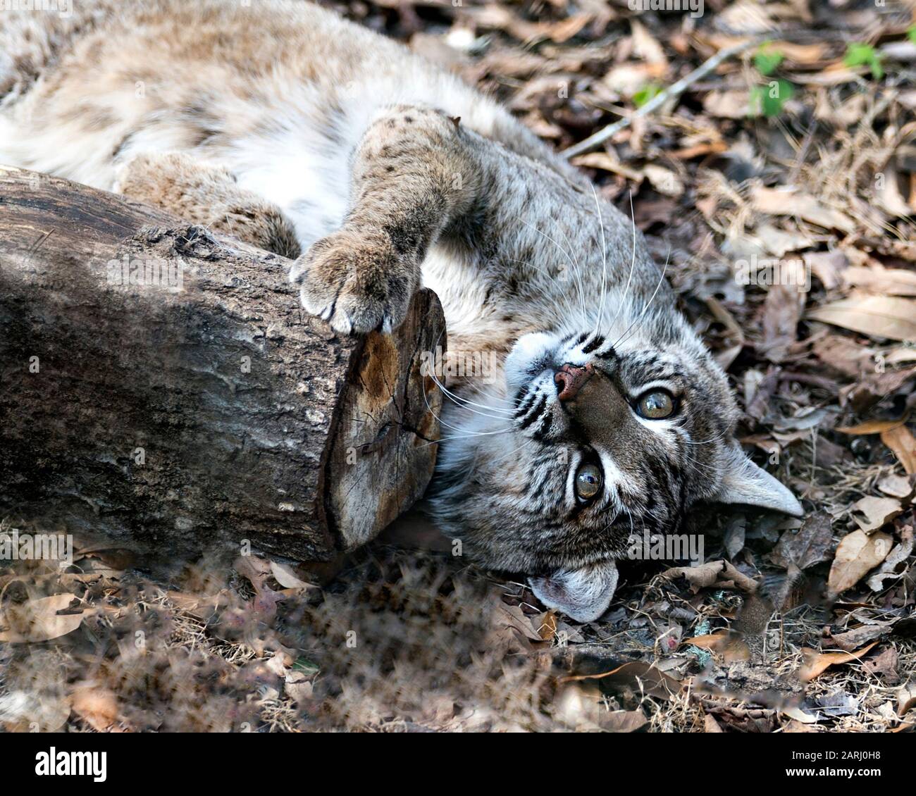 Die auf dem Rücken liegende Spruef-Profilansicht von Bobcat mit Blick auf die Kamera mit braunem Hintergrund in der Umgebung und Umgebung. So süß. Stockfoto