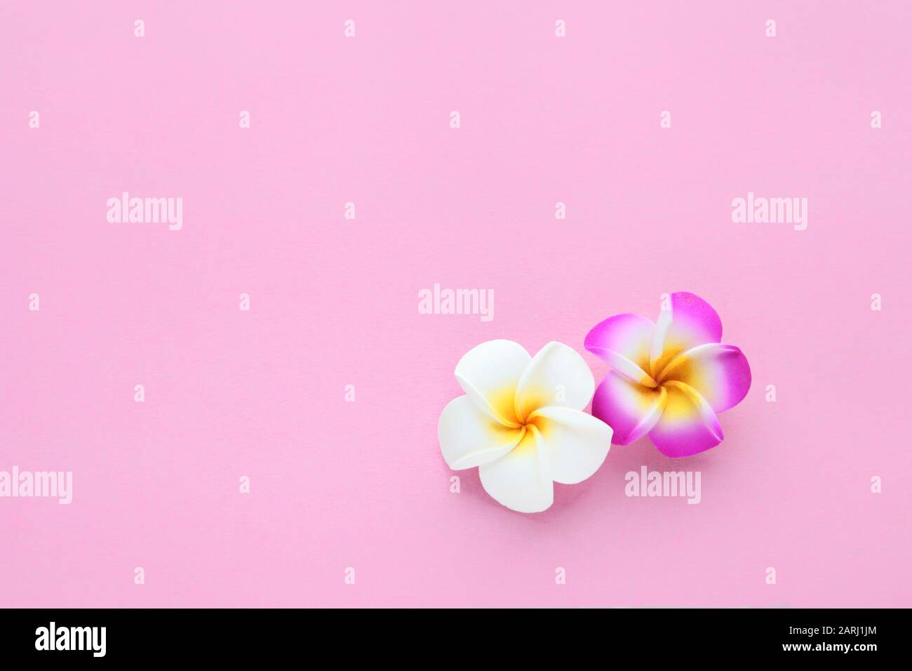 Tropische Blumen nahtloser, einfarbiger Hintergrund mit weißer und rosafarbener Frangipani-Blume, floraler Textur für Tapeten oder Hintergrund. Frühlings-Blumenkonzept Stockfoto