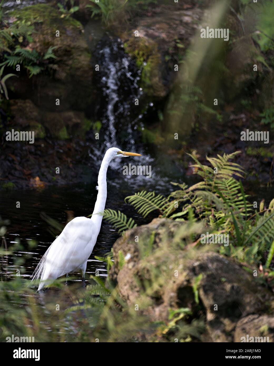 Nahprofilansicht des Great White Egret Birds durch Wasserfallhintergrund und Blattvordergrund, mit Kopf, Schnabel, Auge, weißem Federkleid in i Stockfoto