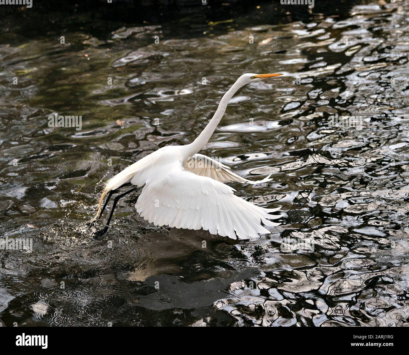 Großer weißer Egret-Vogel, der über Wasser fliegt und über Wasser mit breitem Flügel, Kopf, gelbem Schnabel, Auge, schwarzen Beinen, weißem Federkleid zeigt Stockfoto