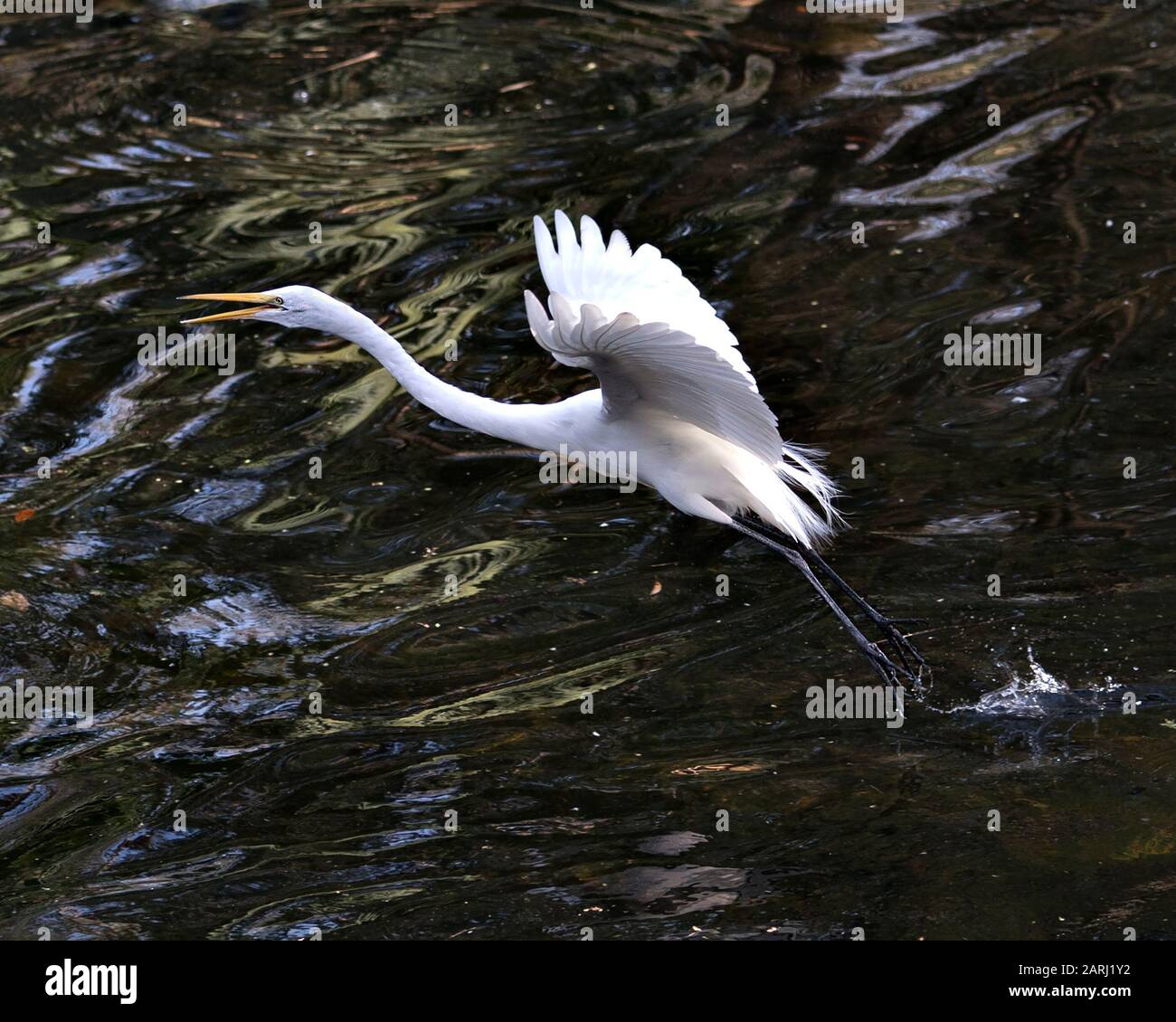 Großer weißer Egret-Vogel, der über Wasser fliegt und über Wasser mit breitem Flügel, Kopf, gelbem Schnabel, Auge, schwarzen Beinen, weißem Federkleid zeigt Stockfoto