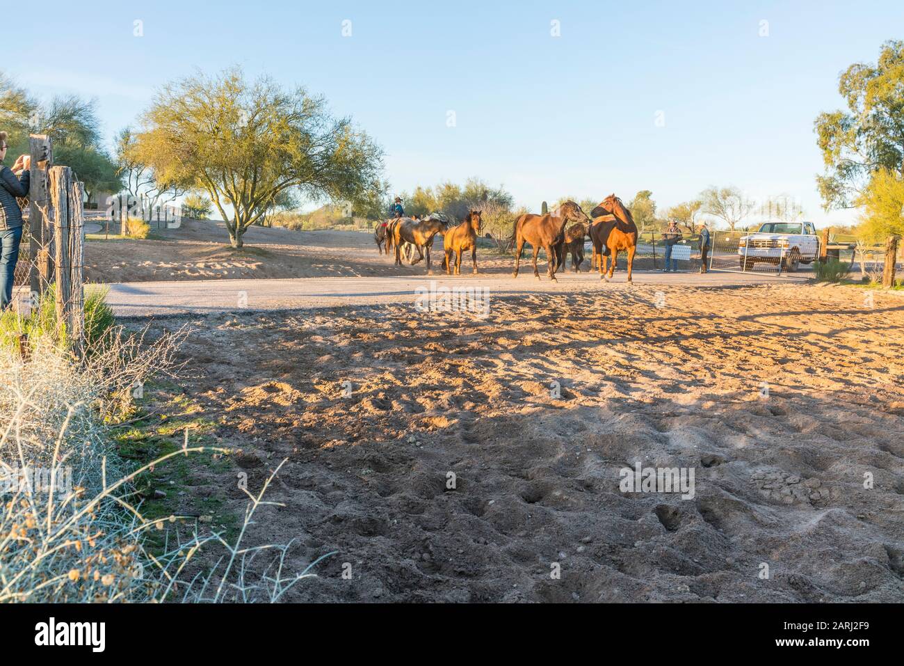 Wrangler, der Pferde auf der Ranch de los Caballos Dude Ranch in Arizona herauspferiert. Stockfoto
