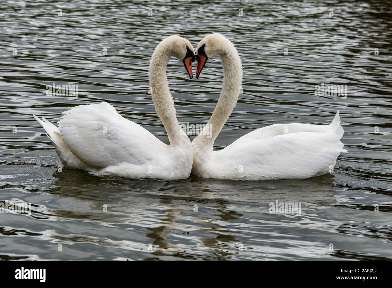 valentinstag, romantische zwei Schwäne auf einem See, Symbol Herzform der Liebe, Valentinstag Stockfoto