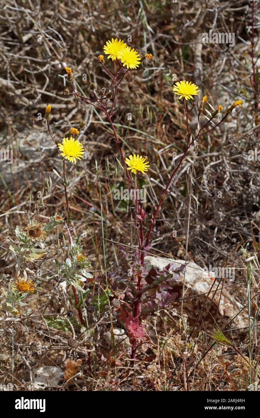 Die Cichorieae (Lactuceae) sind ein Stamm eng verwandter Arten der Sonnenblumenfamilie auf Lanzarote, Kanarischen Inseln Stockfoto