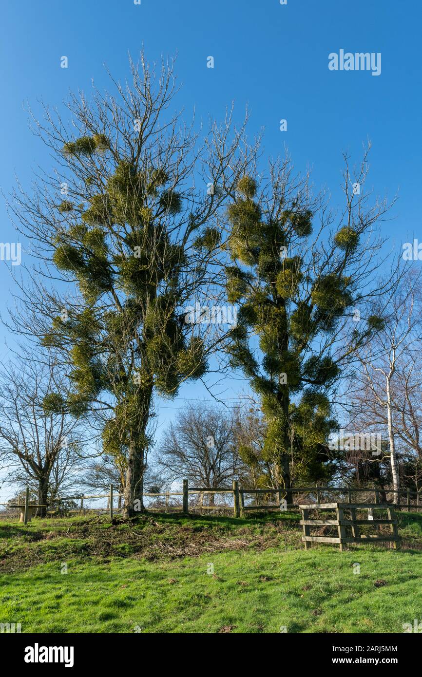 Mistel (Viscum-Album) auf zwei Bäumen im Winter Stockfoto