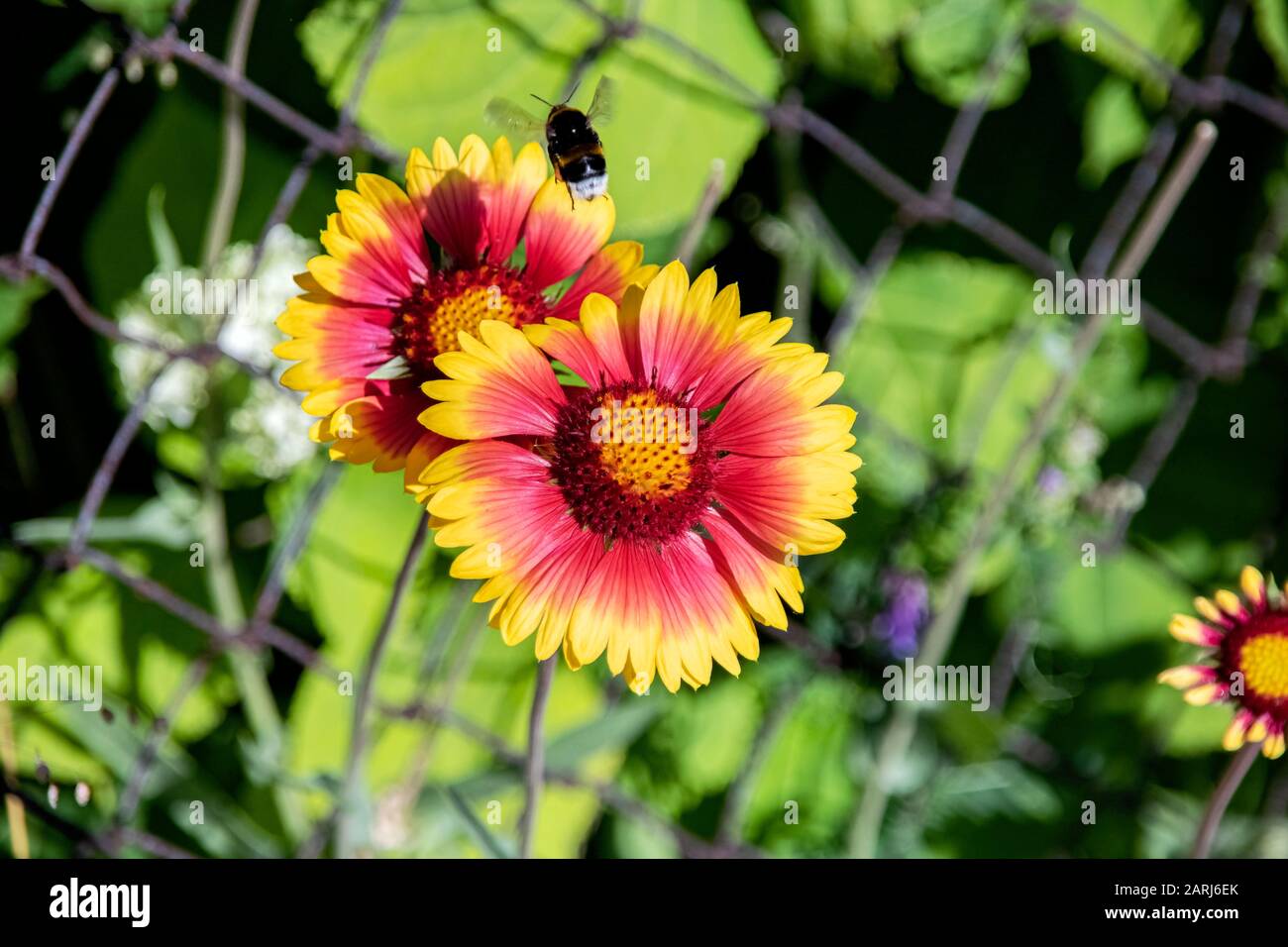Gelbe Blume und Hummeln schließen sich auf grünem Grasgrund, sommerlicher Natur an Stockfoto