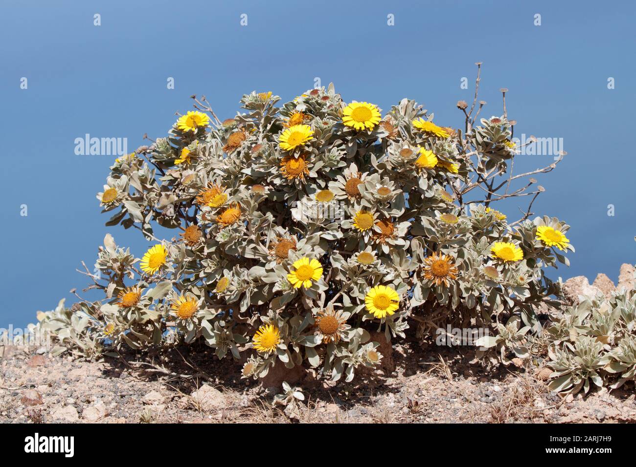 Astericus sercus auf Lanzarote, Kanarische Inseln Stockfoto