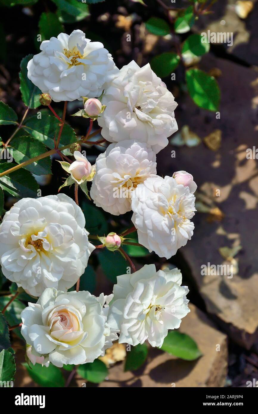Blühender Busch weißer englischer Rosen im Rosengarten mit sanft-kuchenden, duftenden Blumen in voller Floreszenz. Zärtlicher sommerlicher Blumenhintergrund mit Stockfoto