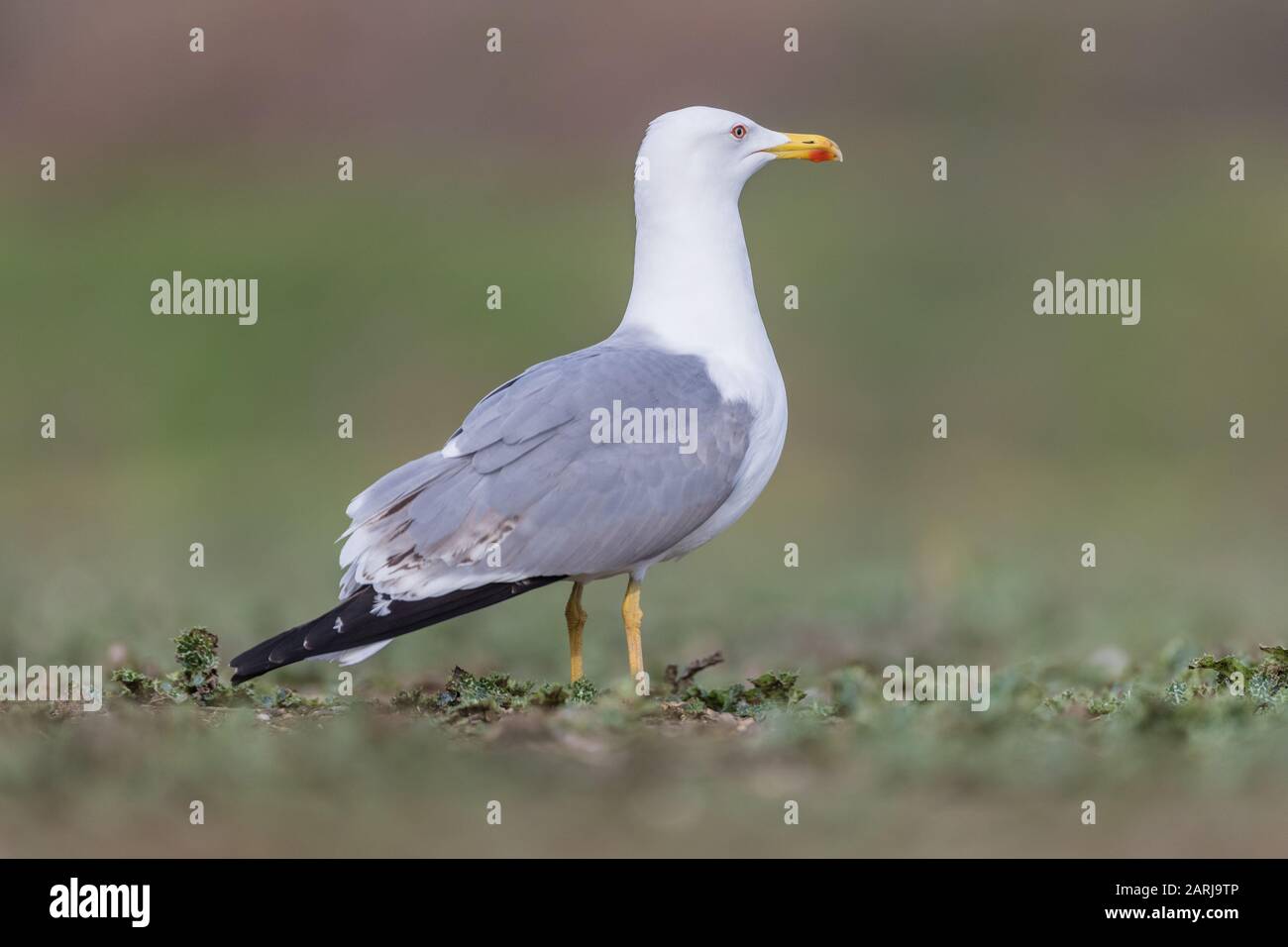 Gelb-Möwe (Larus michahellis), am Boden, im See Ivars Vila-sana Stockfoto