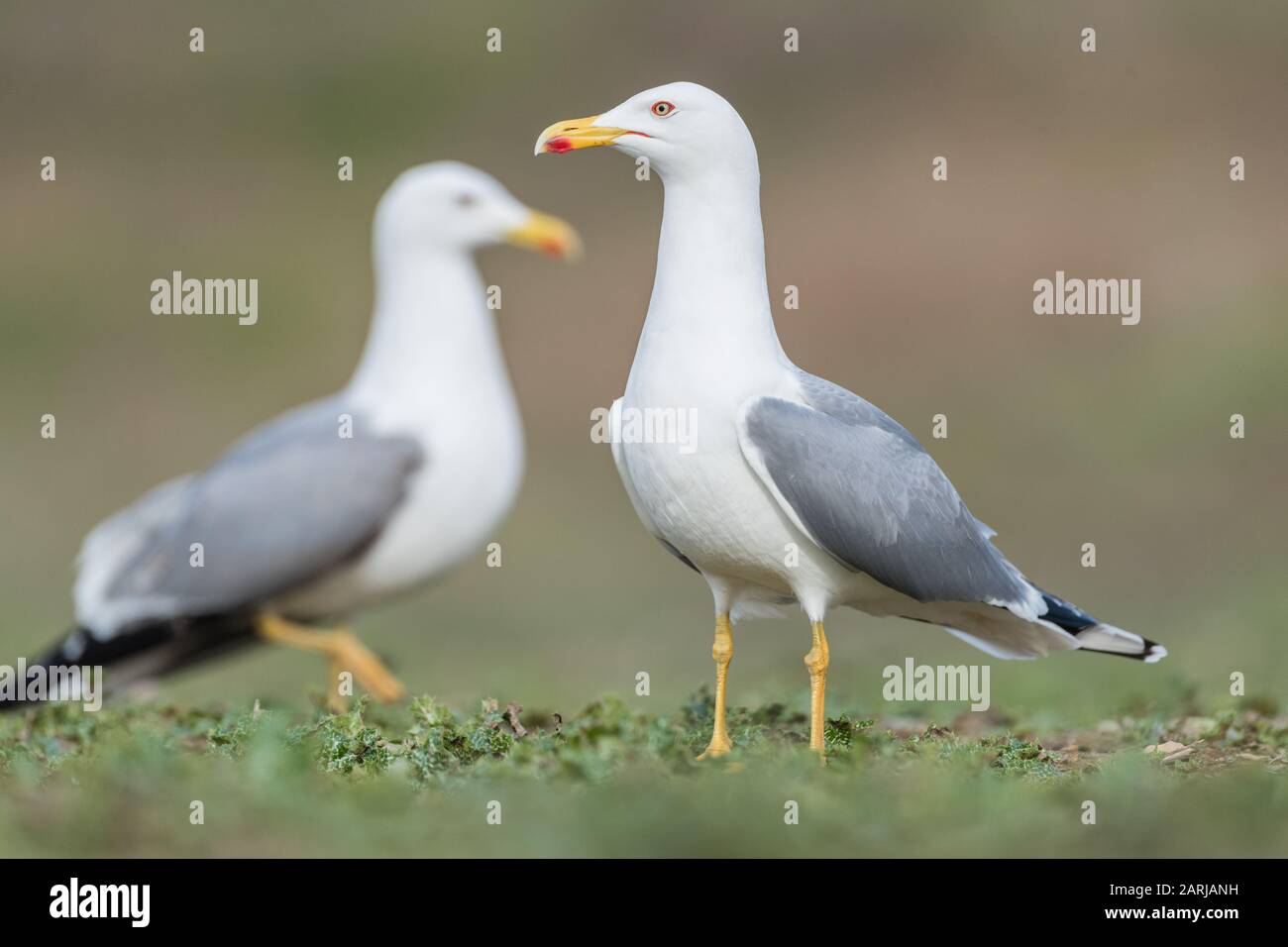 Gelb-Möwe (Larus michahellis), am Boden, im See Ivars Vila-sana Stockfoto