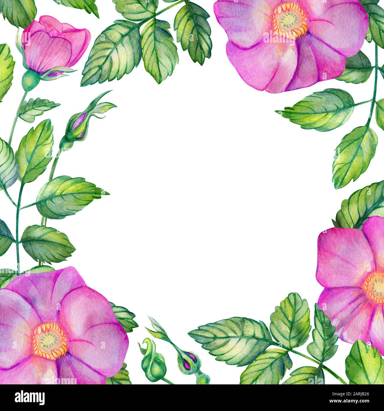 Aquarell, quadratischer Rahmen mit Rosettenhüften. Rosa Blumen, Blätter, Knospen und Blumenstrauß isoliert auf weißem Hintergrund mit Platz für Text. Für den Hochzeitsdruck Stockfoto